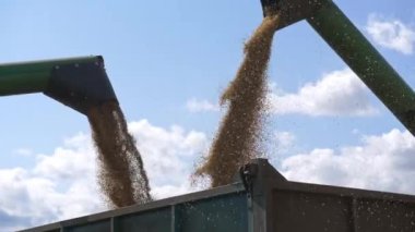 Boş hasat Mısır taneleri kamyonun içinde birleştirmek