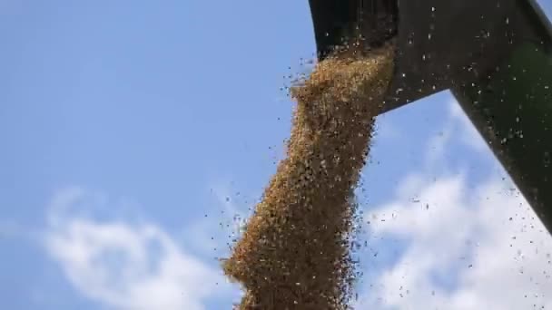 Комбайн разгрузил зерно кукурузы в грузовик — стоковое видео