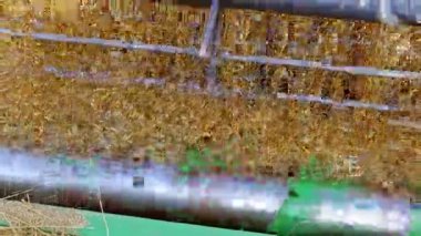 Hasat sonbahar buğday sahada çalışan birleştirme