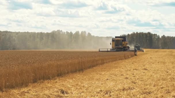 Комбайн собирает урожай пшеницы на сельскохозяйственных угодьях — стоковое видео