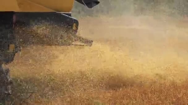 Kombajny zbożowe do zbioru pszenicy pracujące w terenie — Wideo stockowe