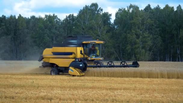 Cosechadora cosechadora cosecha temporada campo de trigo — Vídeos de Stock