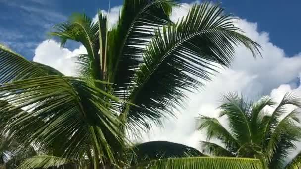 Turismo tropical inspiración fondo cielo nublado con alta palmera en movimiento — Vídeo de stock