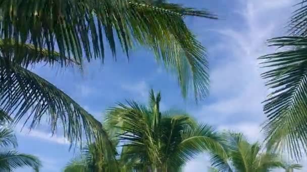 Skyline com nuvens e galhos de palmeiras em excursão pela selva — Vídeo de Stock