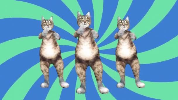 Concept Cool and Fun Pet Kitty Dancing Gangnam Style Move to the Beat Animated — Stock Video