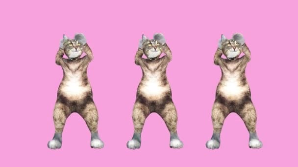 概念凉爽和有趣的宠物猫跳嘻哈风格移动到节拍动画 — 图库视频影像