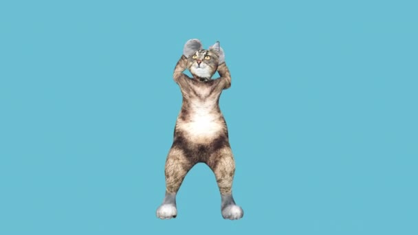 Comic brown pussycat dancing alone in a modern style in empty colour space — Stock Video