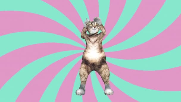 Komisches Pussycat wedelt mit Pfoten und Schwanz in einem energiegeladenen Tanzclip Sommerstimmung — Stockvideo