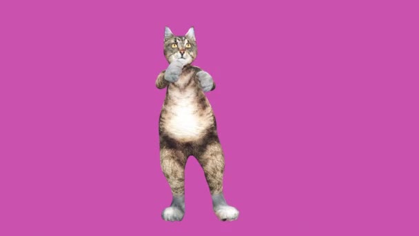 Comic Brown Pussycat dansen alleen in een moderne stijl in lege kleurruimte — Stockvideo