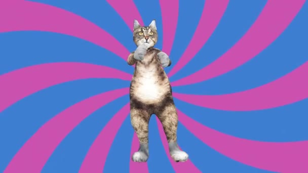 Komisches Pussycat wedelt mit Pfoten und Schwanz in einem energiegeladenen Tanzclip Sommerstimmung