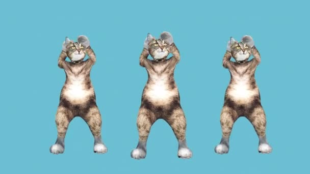 Concepto fresco y divertido mascota gatito baile hip hop estilo mover al ritmo animado — Vídeo de stock