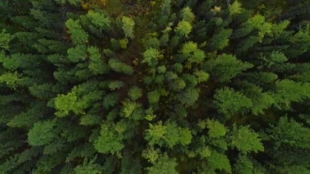 Niesamowite i Grand Green Forest View Concept Wildlife and Nature Wide Shot 4k — Wideo stockowe