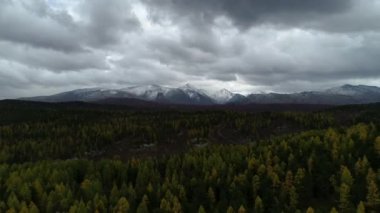 Orman ve Dağların Üzerinde Kuşların Gözü Çekildi Vahşi Yaşam Sahnesi 4k