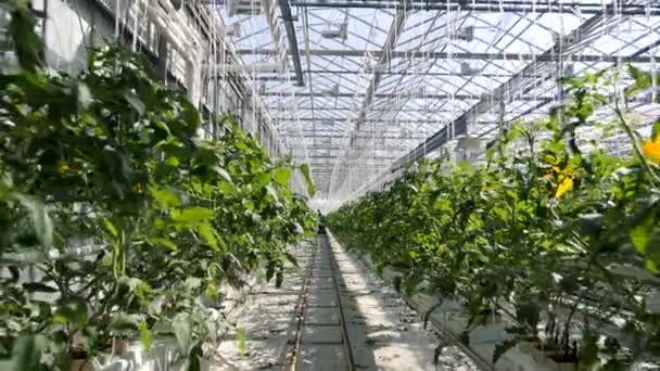 Rijen Grote kas Boerderij met Cultivate Groenten Binnen 4k — Stockvideo