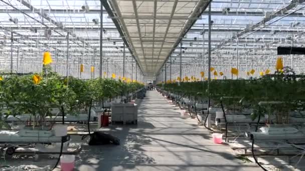 Filas grandes tierras de cultivo de invernadero con cultivar verduras en interiores 4k — Vídeos de Stock