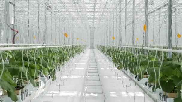 Filas grandes tierras de cultivo de invernadero con cultivar verduras en interiores 4k — Vídeos de Stock