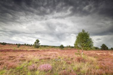 pembe çiçekli heather ile çayır üzerinde yağmurlu gökyüzü bulutlu