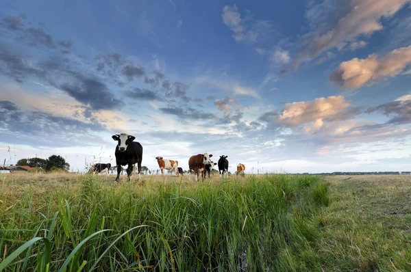 夏の夕暮れ時の牧草地にいくつかの牛 — ストック写真