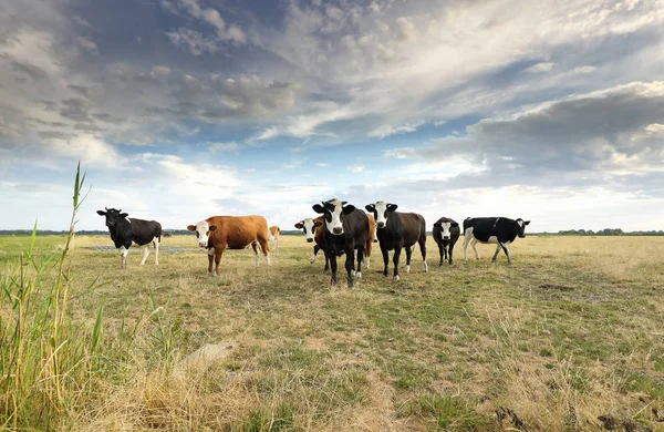 Kühe Auf Der Weide Bei Blauem Himmel Sommer — Stockfoto