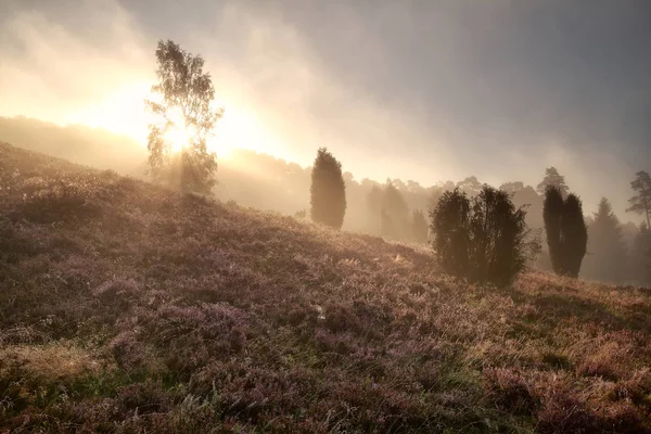 Rayons Soleil Travers Brouillard Été Matin — Photo