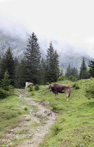 Cow Alps Green Foggy Meadow — Stock Photo, Image