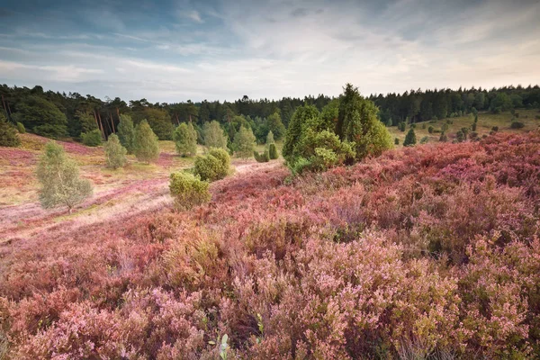 Pink Heather Blossoming Hill Blue Sky — Stock Photo, Image