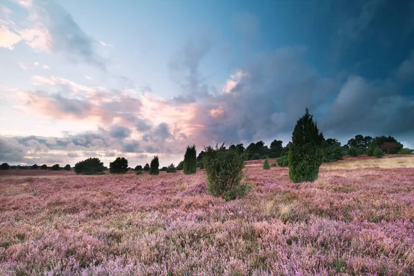 Hermoso Atardecer Verano Sobre Colinas Con Flores Brezo Rosa — Foto de Stock