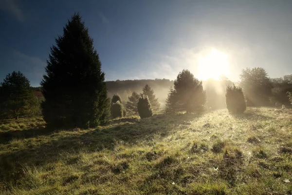 Hermosa Mañana Luz Del Sol Mañana Brumosa — Foto de Stock