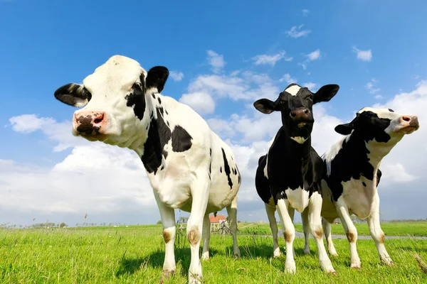 Vacas leiteiras fecham sobre o céu azul — Fotografia de Stock