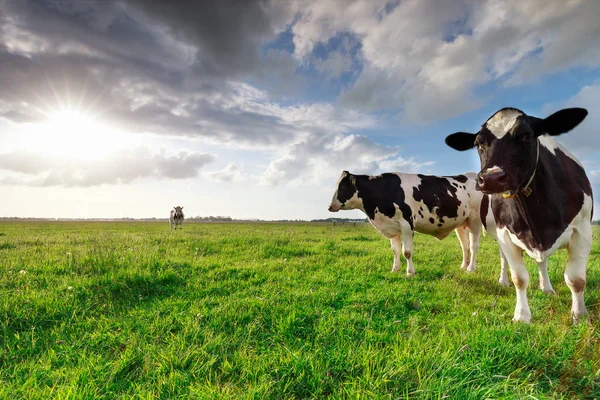 Vacche da latte al pascolo soleggiato e al sole — Foto Stock