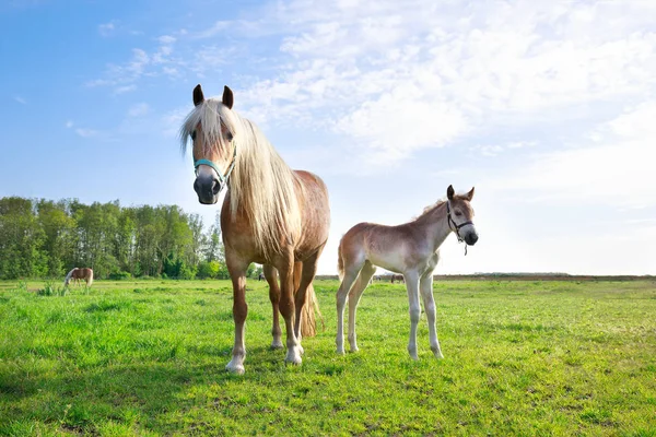 Häst med föl på bete och blå himmel — Stockfoto