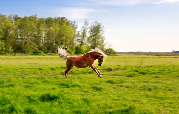 Скачущая лошадь на пастбище — стоковое фото