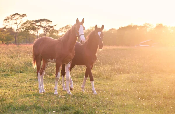 金晚阳光中的两匹马 — 图库照片