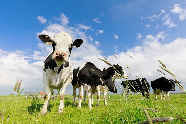 Weinig koeien op groen gras weide Rechtenvrije Stockafbeeldingen