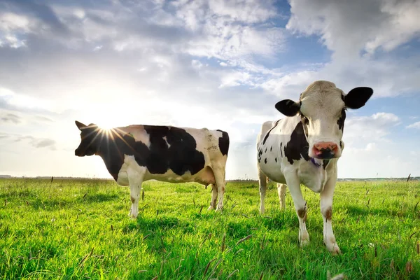 Sluneční svit nad krávami na zelené letní pastvině Stock Obrázky