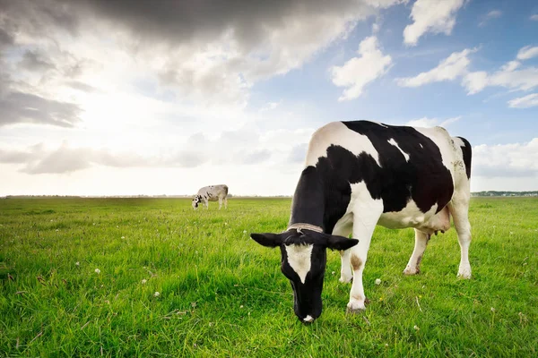 Молочні корови пасуться на зеленій пасовищі Стокова Картинка