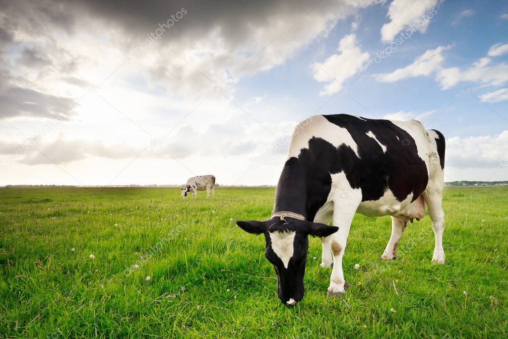 milk cows grazing on green pasture