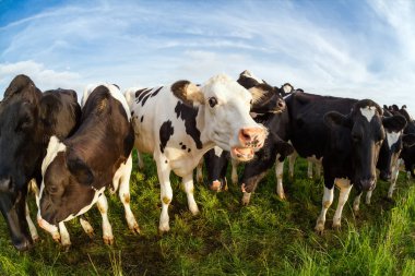 gökyüzü üzerinde yeşil otlak üzerinde birkaç sevimli