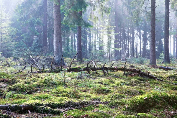 Nebbiosa mattina nella foresta di conifere — Foto Stock
