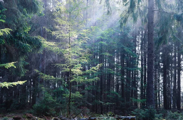 Larch árvore iluminada na floresta — Fotografia de Stock