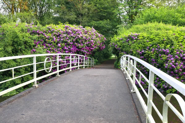 Bílý most a stezka mezi růžovými květy — Stock fotografie