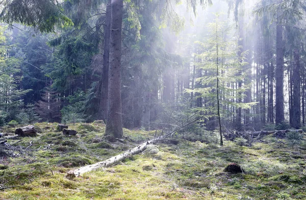 Sunbeams in foggy coniferous forest — Stock Photo, Image