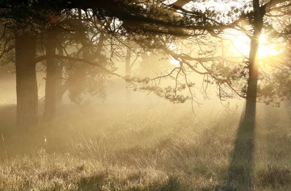 Złoty mglisty wschód słońca w lesie iglastych — Zdjęcie stockowe