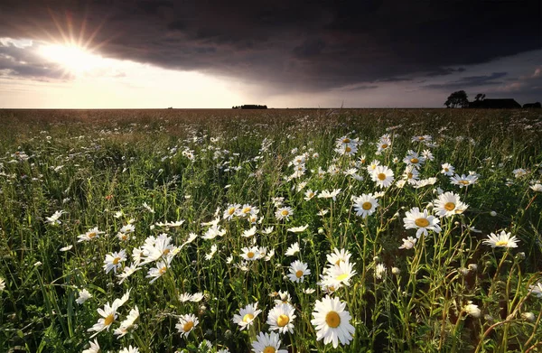 Sonnenuntergang über dem schönen Kamillenfeld — Stockfoto