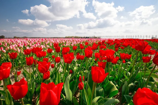 Roze, rode tulp veld en blauwe hemel — Stockfoto