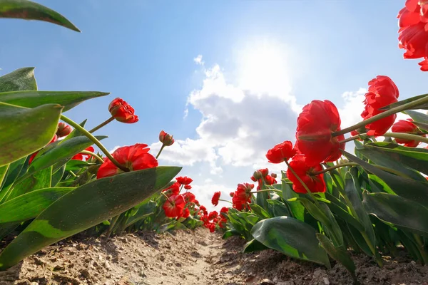 Vacker röd blomma fält och sol — Stockfoto