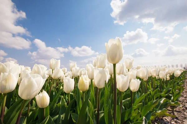 Campo tulipa branco um céu azul d — Fotografia de Stock