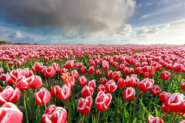 Beautiful blue sky over tulip field in spring — Stock Photo, Image