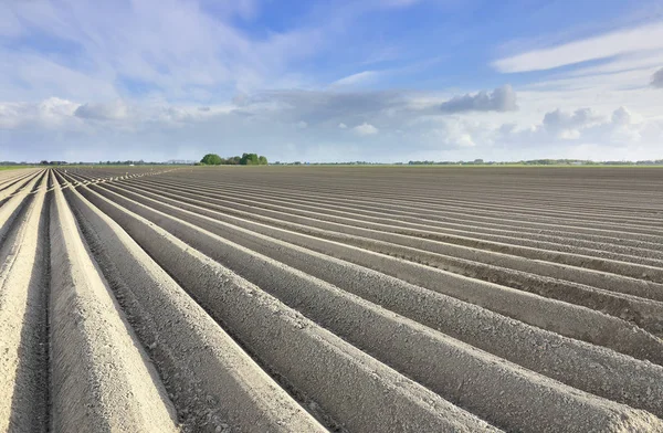 Вспаханное картофельное поле в солнечный день — стоковое фото