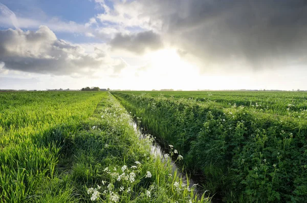 荷兰绿色乡村的夏季雨云 — 图库照片